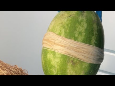 EXTREME WATERMELON EXPLOSION!!!!! thumbnail
