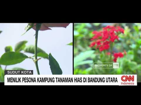 Menilik Pesona Kampung Tanaman Hias di Bandung Utara thumbnail