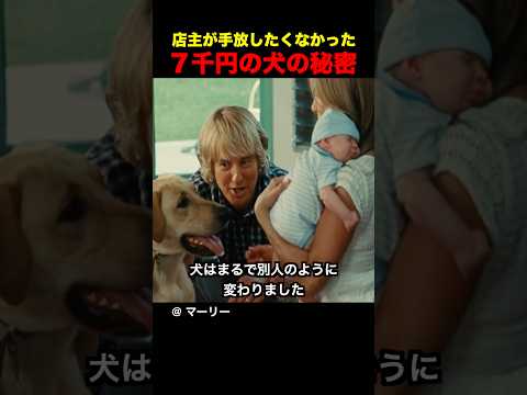 店主が手放したくなかった７千円の犬の秘密 thumbnail