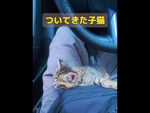 猫、運命の出会い！ #animals #救助 #動物 #救助技術 thumbnail
