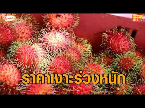ชาวสวนโอด 'เงาะ' ราคาตกต่ำ ต้องขนคนในครอบครัวเก็บกันเอง ลดต้นทุนค่าจ้างเก็บ thumbnail