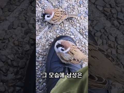 다시 날라온 참새, 친구들까지 불러왔습니다 thumbnail