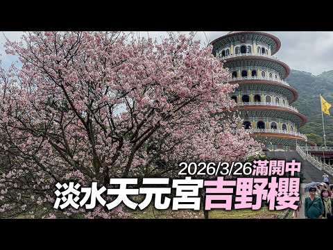 新北淡水天元宮吉野櫻滿開中2026/3/26｜4K HDR｜Taiwan Cherry blossoms - TianYuen Temple, Tamsui, New Taipei #sakura thumbnail