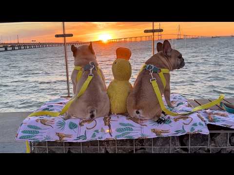 What Does My Dog Do Everyday? My French Bulldog’s Daily Routine With His DUCK thumbnail
