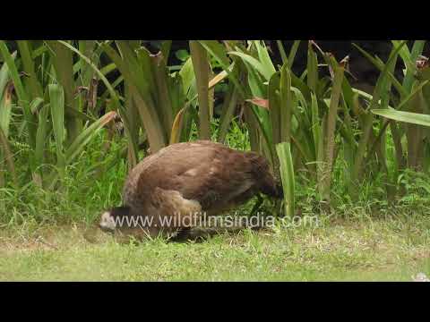 Peahen running, scratching and preening in Delhi grasslands thumbnail