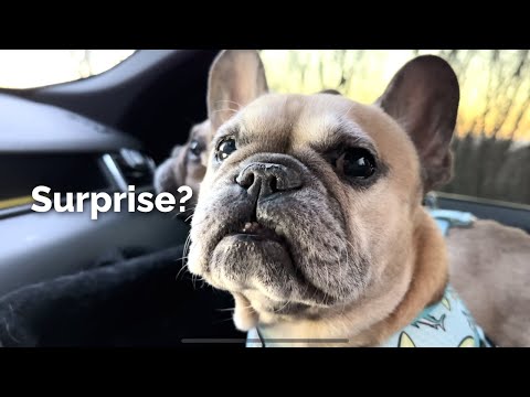 What Do My Dogs Do For New Year? An Unexpected Surprise For My Doggos thumbnail