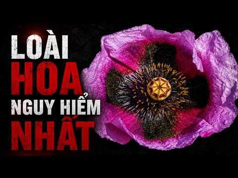 #1078 Loài Cây Đã Thay Đổi Vĩnh Viễn Nền Y Học Thế Giới! thumbnail