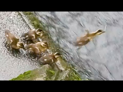 Duck Family 0530F🦆【恐怖の激流】ヒナが怯える急流に挑む母。雨の中の子育て、蛇との攻防！カモと野鳥たちのドラマ thumbnail
