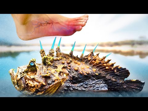 Painful Step! Most Deadly Creatures Living at the Beach thumbnail