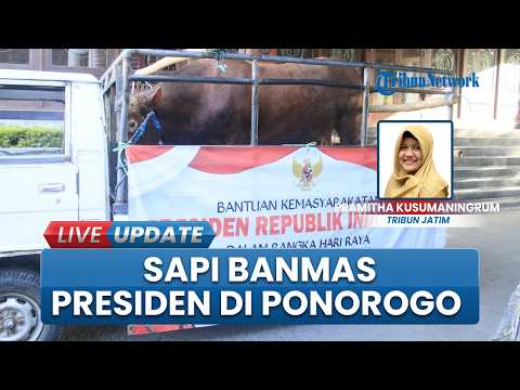 Sapi Banmas Prabowo Disembelih di Ponorogo, Daging Dibungkus Daun Pisang saat Dibagikan thumbnail