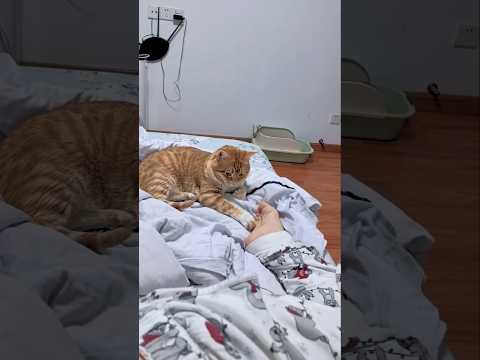 #cat #cute #catvideo #cutecat #funnyvideo #studywithmeandmycat #funny thumbnail