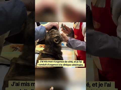 Ce pauvre chien retrouvé noyé 😔 #chien #animaux #dog #puppy #animalshorts #animals ￼ thumbnail