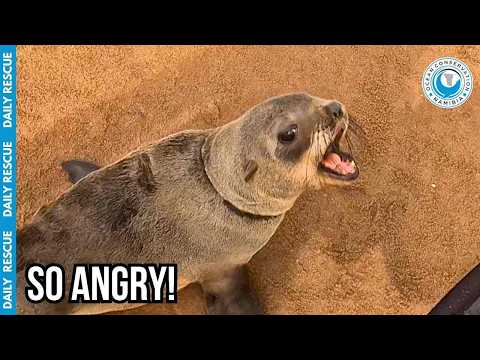 The Grumpiest Seal Rescue of the Day thumbnail