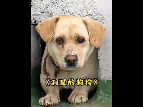 狗子表面看着老实，背地里却偷偷生了一窝小狗，还给藏了起来 #animals #dogs thumbnail