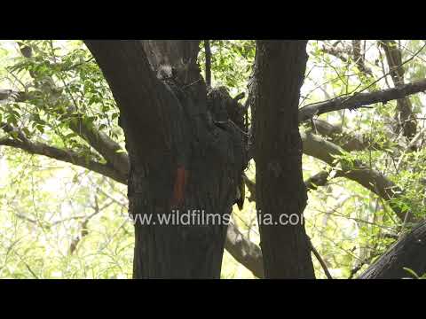 Yellow-crowned Woodpecker perched in Sanjay Van New Delhi thumbnail