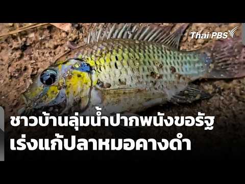 ชาวบ้านลุ่มน้ำปากพนังขอรัฐเร่งแก้ปัญหา "ปลาหมอคางดำ" | ข่าวเที่ยง | 16 พ.ค. 69 thumbnail