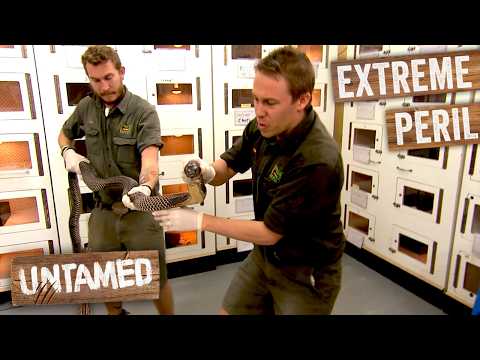 Milking Venom from the BIGGEST King Brown Snake In Captivity | Double Episode thumbnail