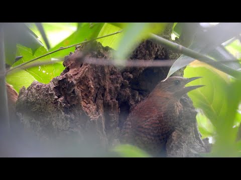 Rufous Woodpecker peers from tree hollow deep inside forest habitat thumbnail