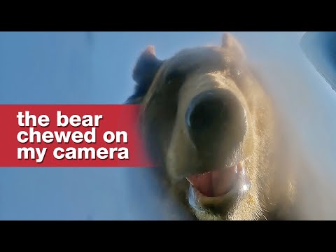 A bear found my GoPro and took a selfie thumbnail