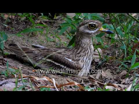 Fabulous birds of India: Indian Stone Curlew egg hatches as mother returns to protect her chick thumbnail
