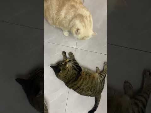 猫薄荷竟然让平时谦让的乐乐咪咪变得这么凶猛，一点不让小虎咪咪，这是为什么？ thumbnail