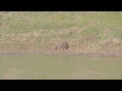 Wildlife of India featuring Ruddy Shelducks, Jackal and Nilgai thumbnail
