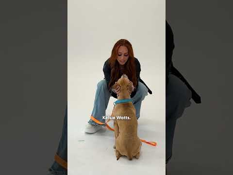 America's "Next Top Model" Photographer Spotlights Adoptable Pitties | The Dodo thumbnail