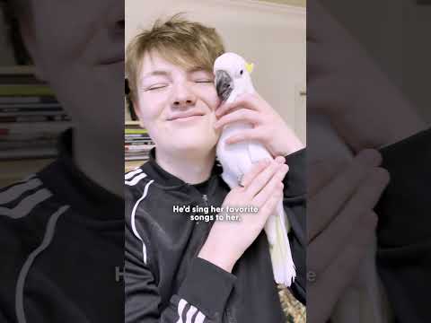 Bird Laughs Like An Evil Villain While Chasing Her Family Around | The Dodo thumbnail