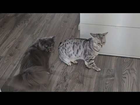 Apollo will Loki nach Sibirien versenden  thumbnail