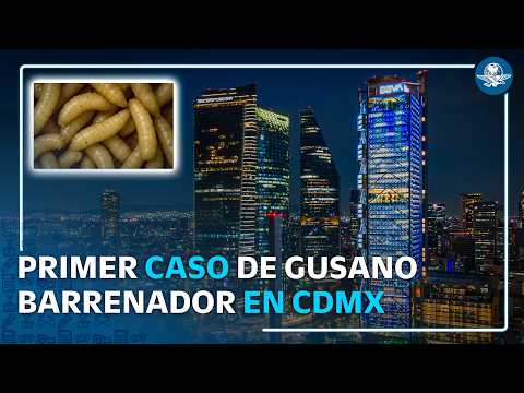 Confirman primer caso humano de gusano barrenador en CDMX thumbnail
