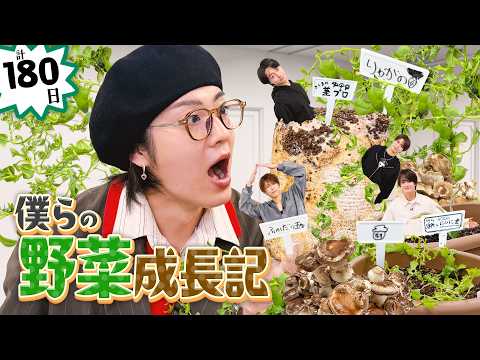 ACEes【僕らの野菜成長記】半年かけて育てた野菜をついに食べる? thumbnail