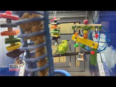 Exclusive: PETA Undercover Investigation Exposes Alleged Animal Abuse At So-Called Parakeet Mill thumbnail