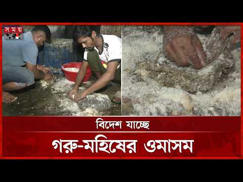 ফেলে দেওয়া নাড়িভুঁড়িই এখন কোটি টাকার রফতানি পণ্য | Omasum Export | Chattogram News | Somoy TV thumbnail