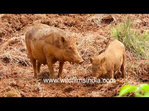 Indian domestic Boars cooling off in a mud wallow wetland in Odisha thumbnail