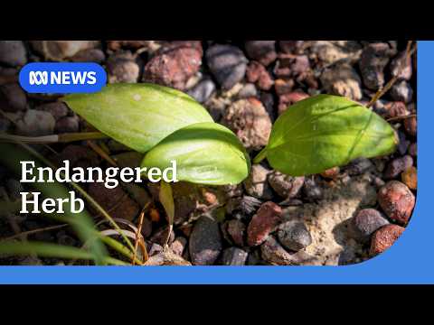 The tiny herb that could stop plans for a new gas industry precinct on Darwin Harbour | ABC NEWS thumbnail
