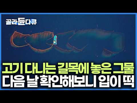 한번 들어오면 절대 못 빠져나가는 그물을 설치했더니 수확량이 미쳤다. 정어리떼 무더기로 잡는 남자｜떼지어 다니는 물고기 잡는 건망어업｜한국기행｜#골라듄다큐 thumbnail