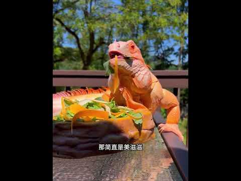 养了十年的狗，从不空手回来，这不又给男子叼回个神奇的宝贝！ #animals #动物救助 #主人 #寵物友善日常 #pets #感人壹幕 #搞笑 thumbnail