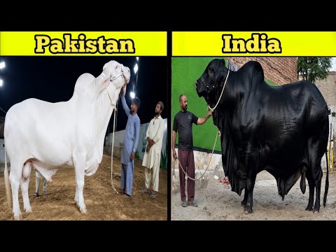 Biggest Bulls For Qurbani 2026 thumbnail