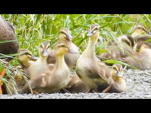 Duck Family 0602F🦆カモ親子🐤雛が引っ越し拒否。全滅した母や育児放棄の雛。カワセミが魚を丸呑み。ハクセキレイの失恋 | Wildlife Documentary thumbnail