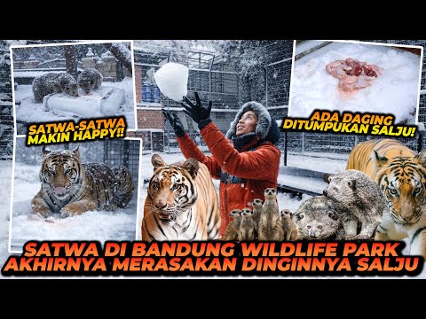 KANDANG HARIMAU DISULAP JADI SUASANA SALJU?! SEMUA HARIMAU SUKA DINGIN?! thumbnail