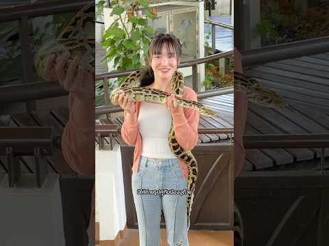 สวนงู ที่จับให้ดูด้วยมือเปล่า thumbnail