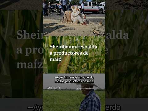 Productores de maíz recibirán apoyos tras acuerdo impulsado por Sheinbaum thumbnail
