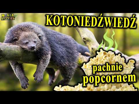 Ciekawostki o Kotoniedźwiedziu - BINTURONGU thumbnail