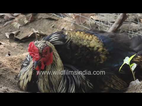 Black chicken resting on sandy ground at Wilderness Orchard New Delhi thumbnail