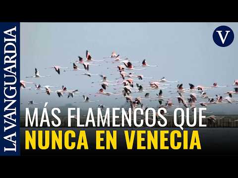 Venecia bate su récord y se consolida como refugio de flamencos en el Mediterráneo thumbnail