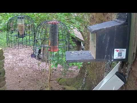 More Live Nature Live Stream thumbnail