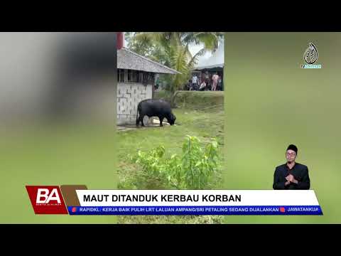 MAUT DITANDUK KERBAU KORBAN thumbnail