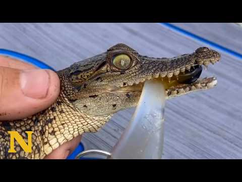 Fisherman Ends Up with a Crocodile on His Boat 😱 thumbnail