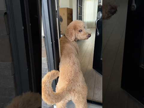 Love their different personalities #dogs #dogcomedy #dayinthelife thumbnail