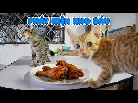 Thử Lòng Mèo Mẹ Và Cái Kết Có Clip Mukbang Cực Đỉnh Của Đám Mèo Hoang thumbnail